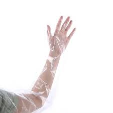 Gans Insemination X003R66AYP